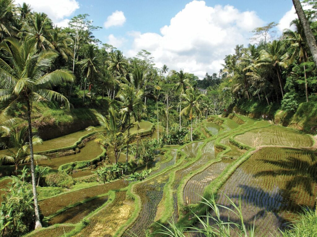 Bali rice fields