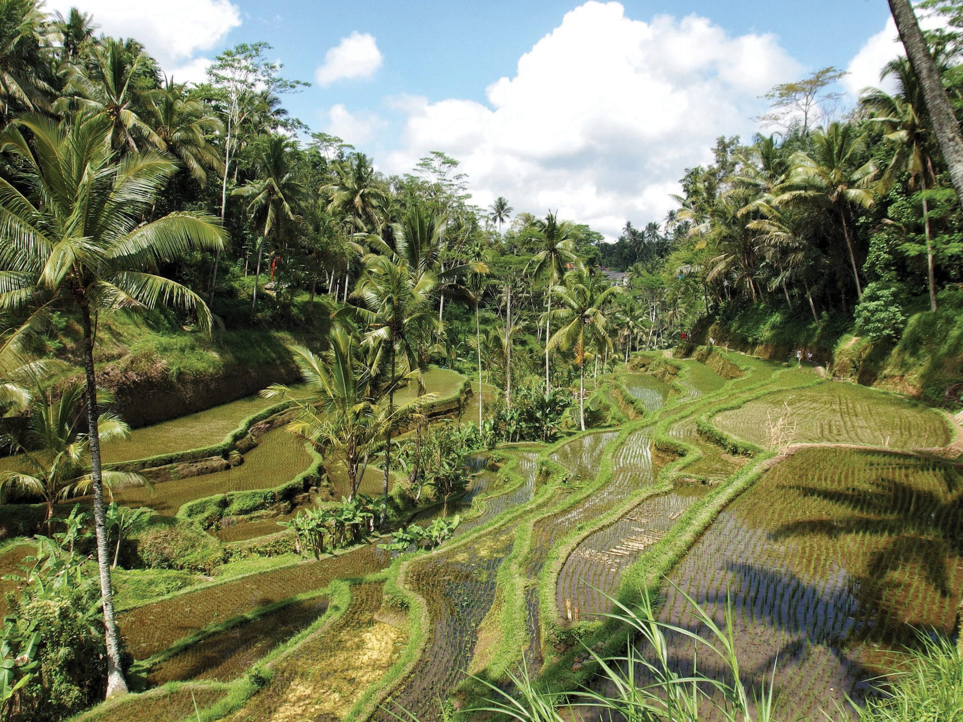 Read more about the article Things to do in Bali
